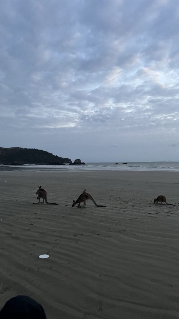 Kängurus am Strand