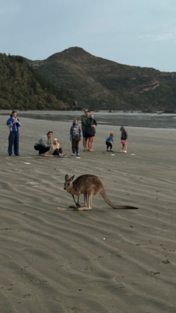Kängurus am Strand mit Menschen