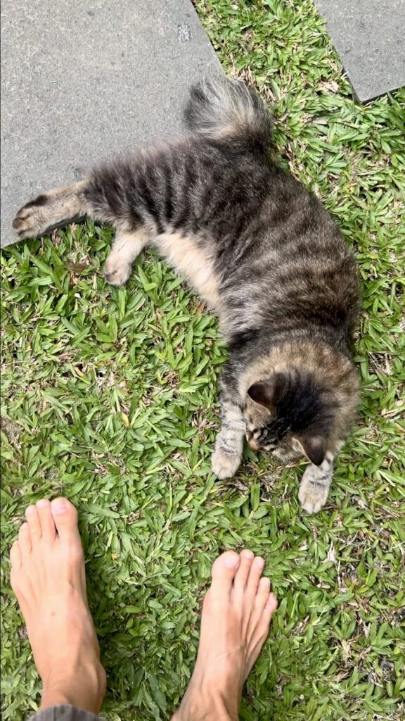 katze