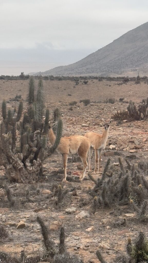 guanacos