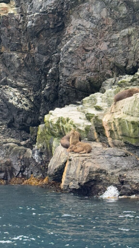 isla choros seelöwen