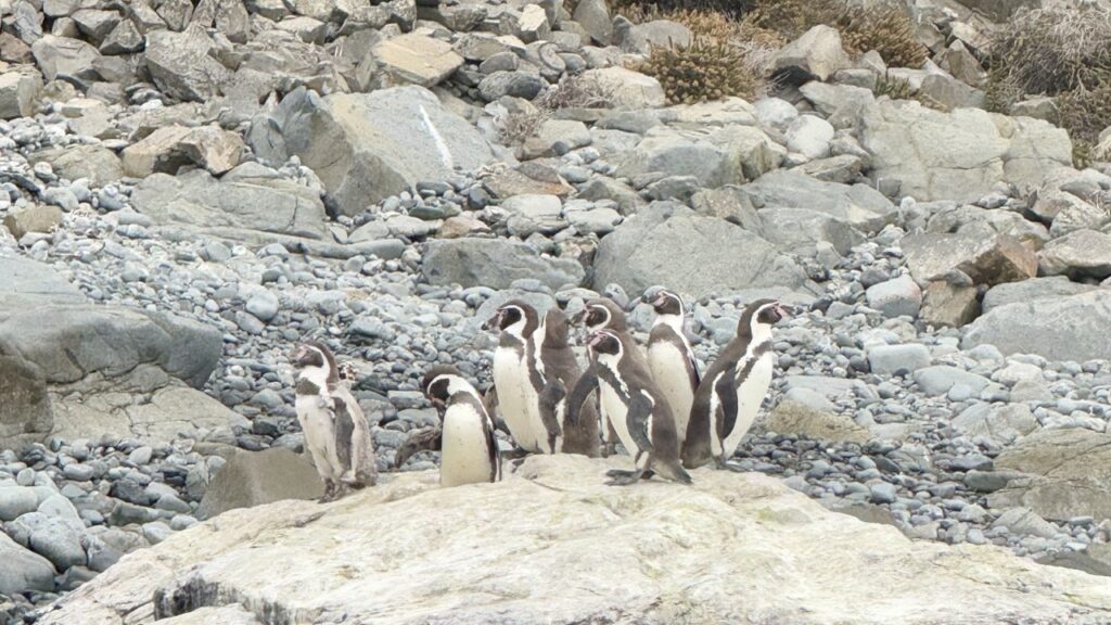 humboldt pinguine