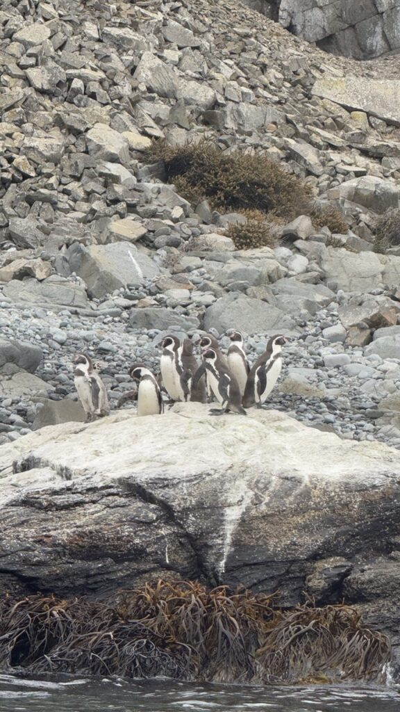 humboldt pinguine auf isla choros