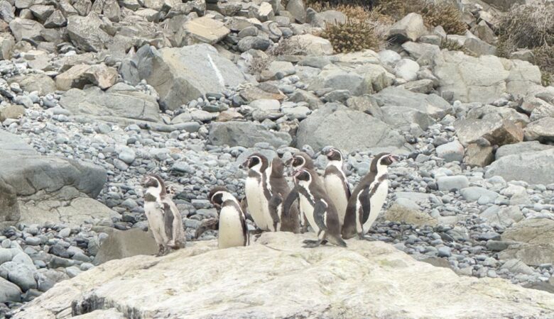 humboldt pinguine
