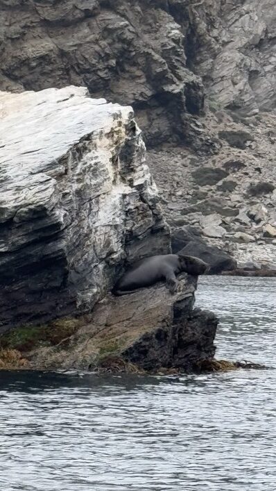 isla choros einzelner seelöwe