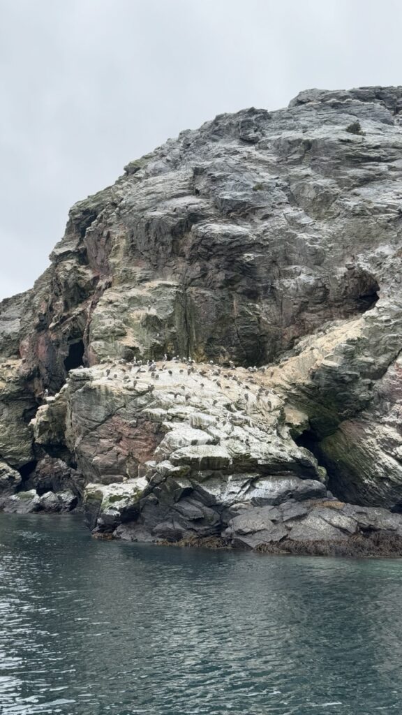 tölpel auf isla choros