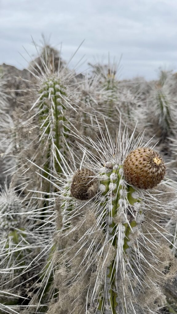 blühende kakteen auf isla damas