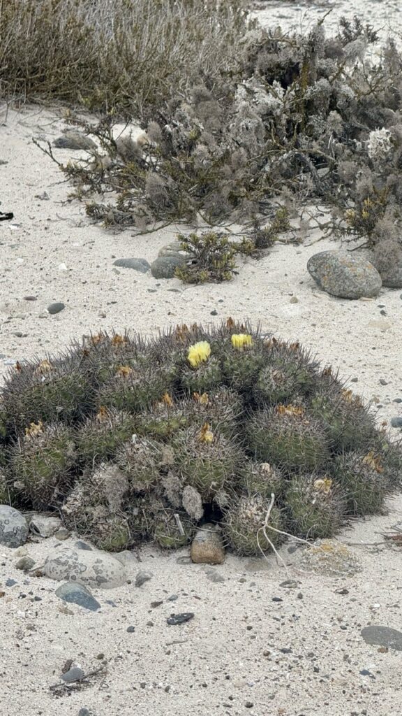 blühende kakteen auf isla damas