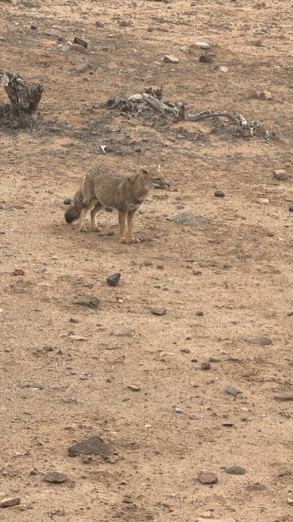 wüstenfuchs