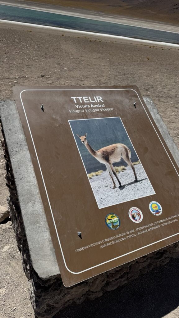 schild mit vicunia