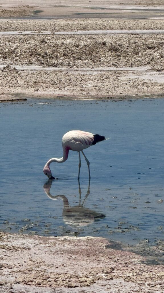 flamingo in lagune