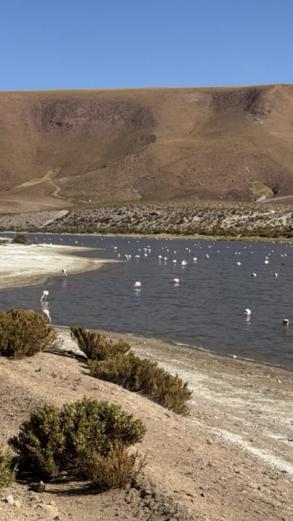 flaminogs wetlands atacama