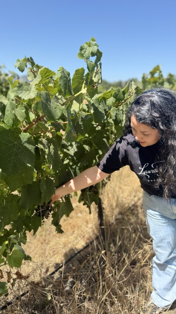 weingut santa cruz
