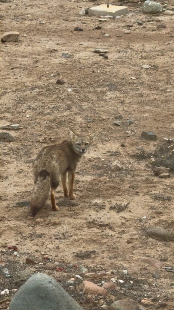 wüstenfuchs