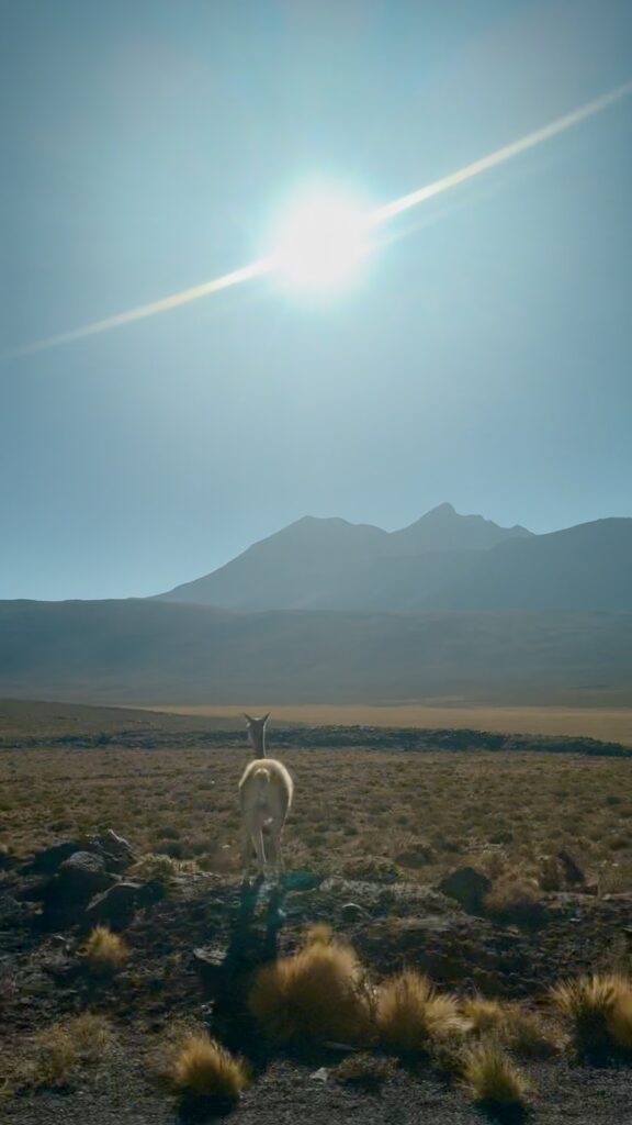 guanaco