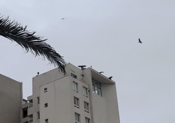 geier in la serena